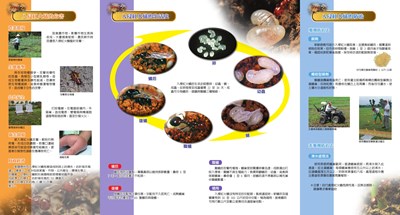 入侵紅火蟻宣導摺頁-1